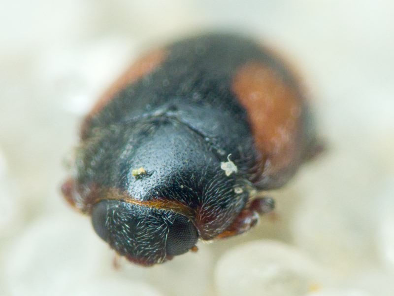 Scymnus frontalis (Fabricius, 1787)